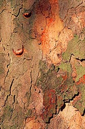 bark_1