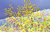springair